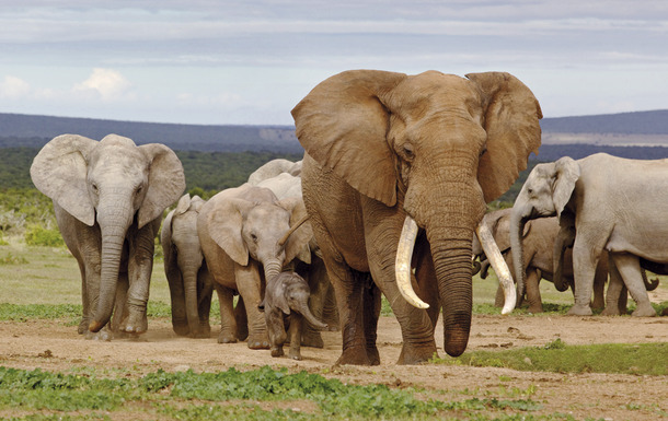 Elefantenherde_Südafrika